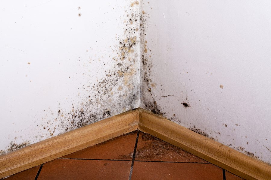Home Health Care in Prince William County VA: National Mold Awareness Month